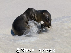 sea washing up onto sealion pup. Galapagos. Taken with Ol... by Steve Laycock 